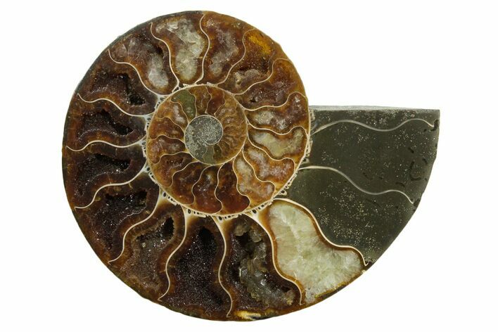 Cut & Polished Ammonite Fossil (Half) - Madagascar #349052